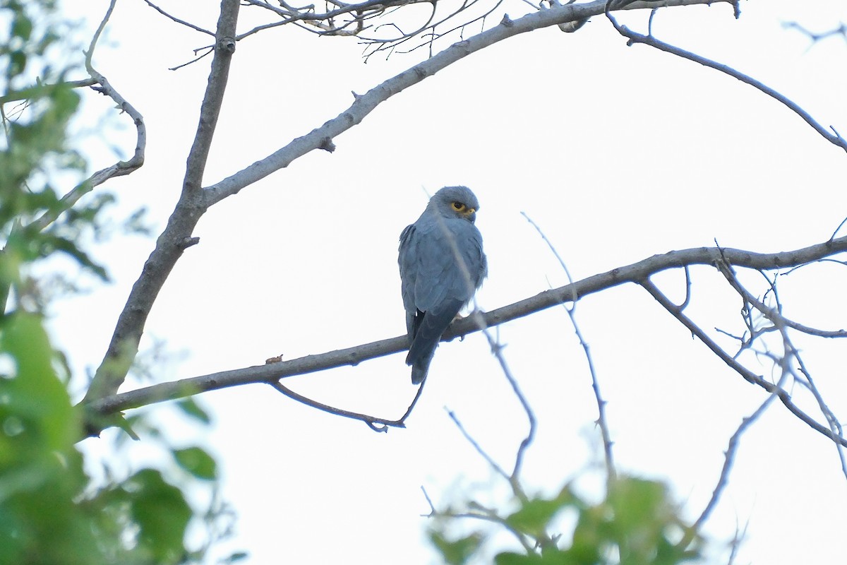 Gray Kestrel - ML613256881