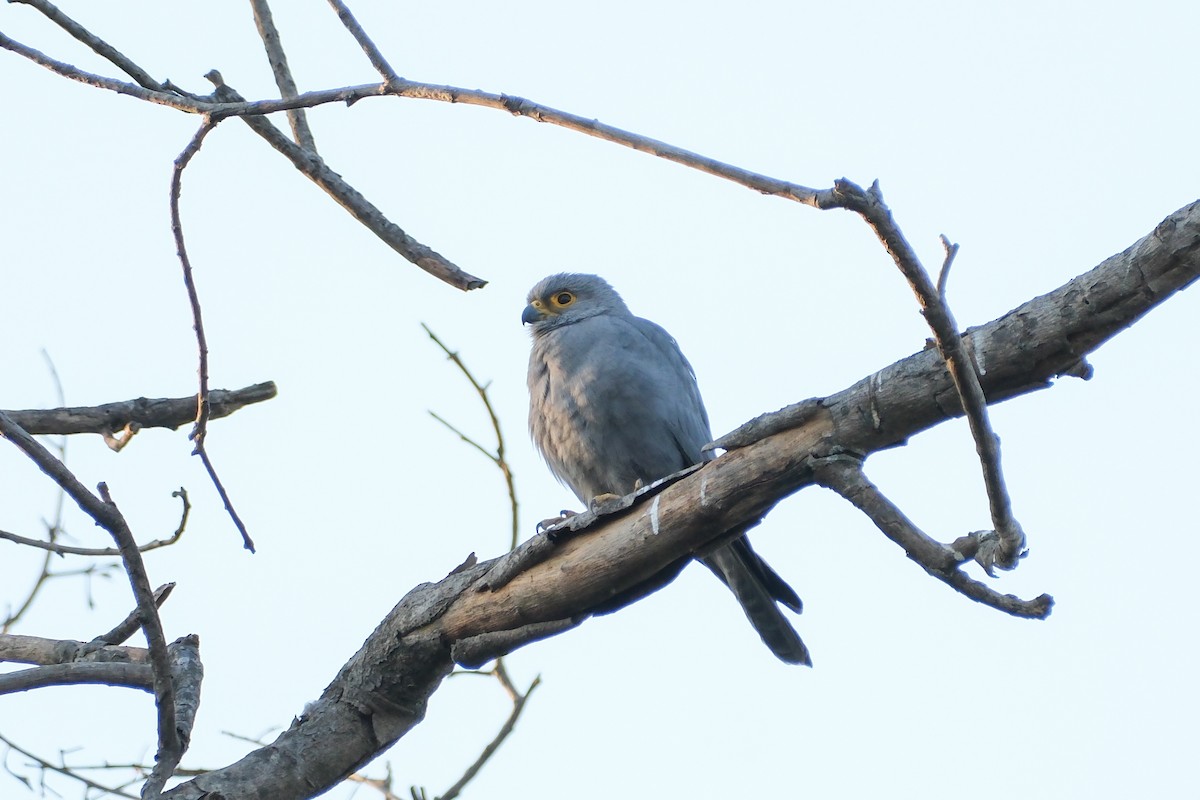 Gray Kestrel - ML613256882