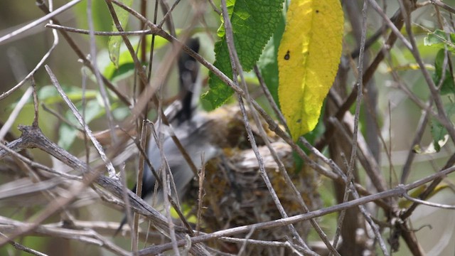 Tropical Gnatcatcher (Marañon) - ML613256885