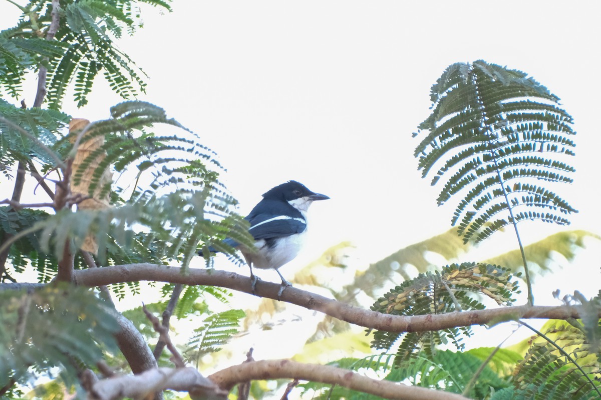 Tropical Boubou - ML613256888