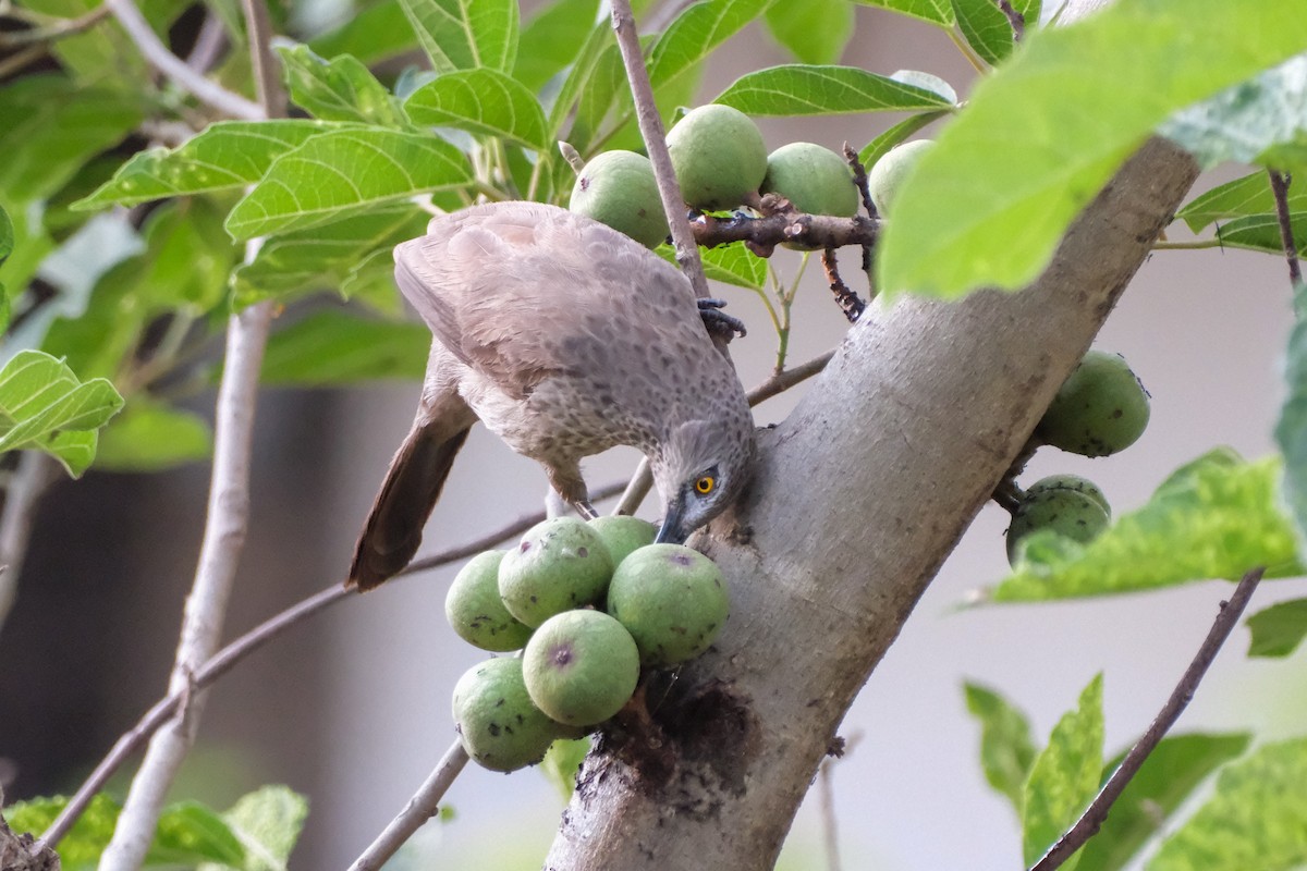 Brown Babbler - ML613256898