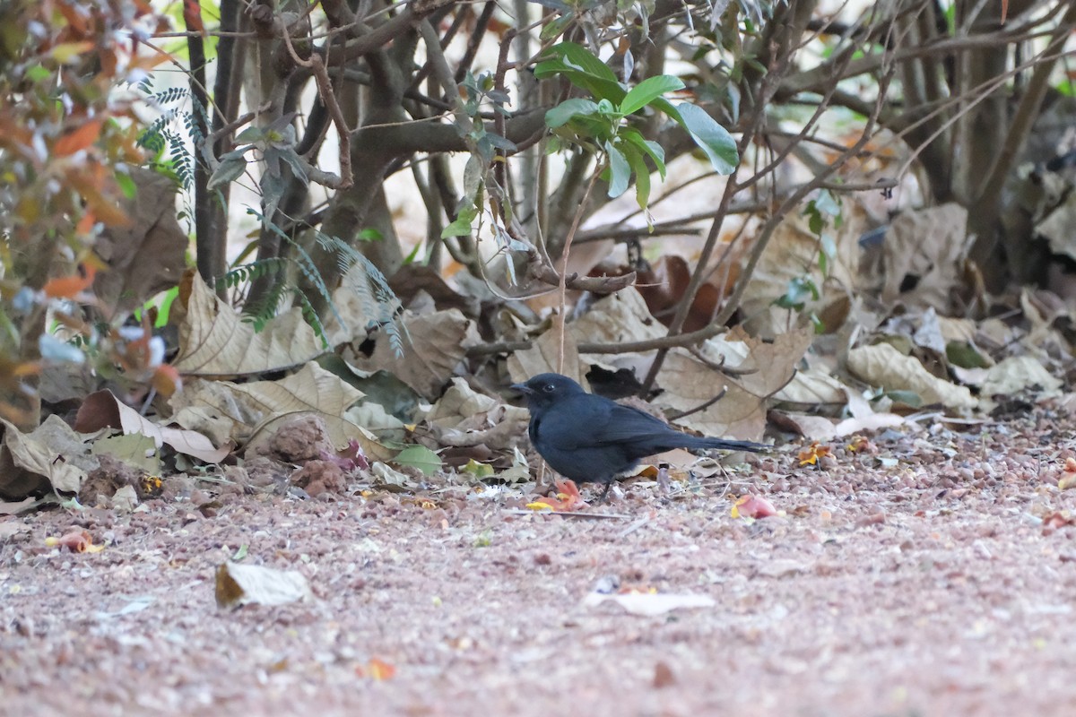 Northern Black-Flycatcher - ML613256904