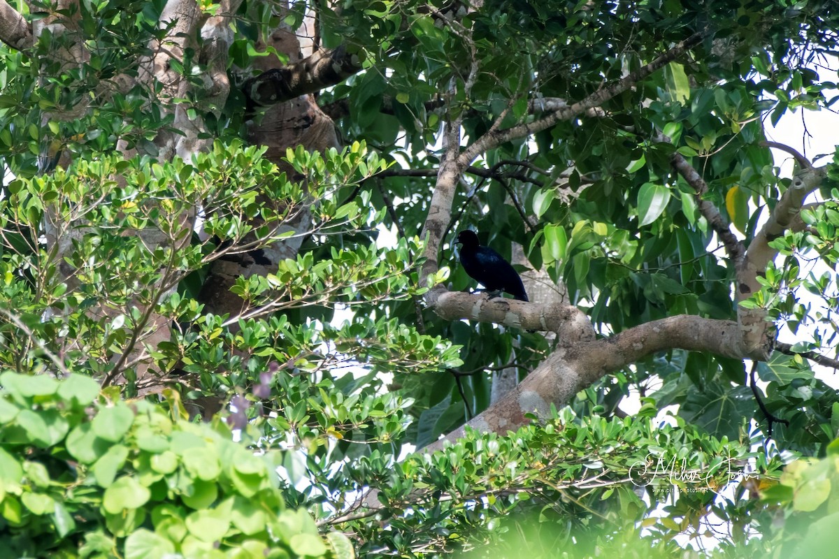 Glossy-mantled Manucode - Mihir Joshi