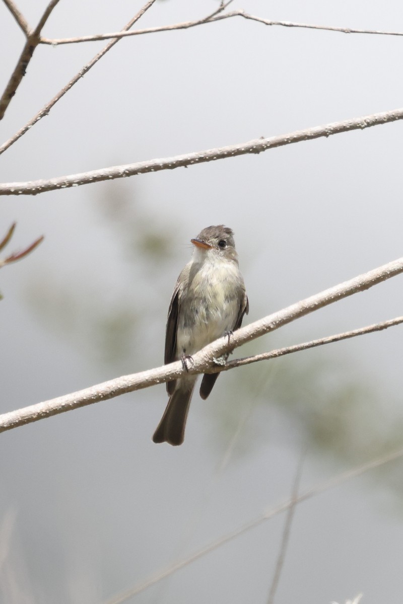 Tumbes Pewee - ML613256953