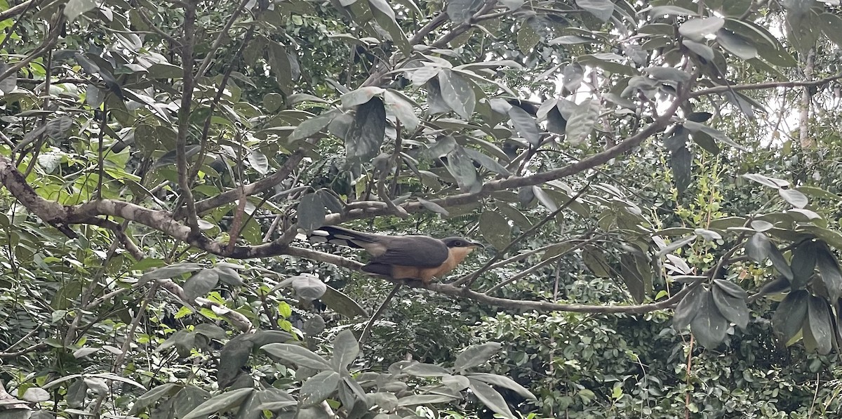 Mangrove Cuckoo - ML613256999