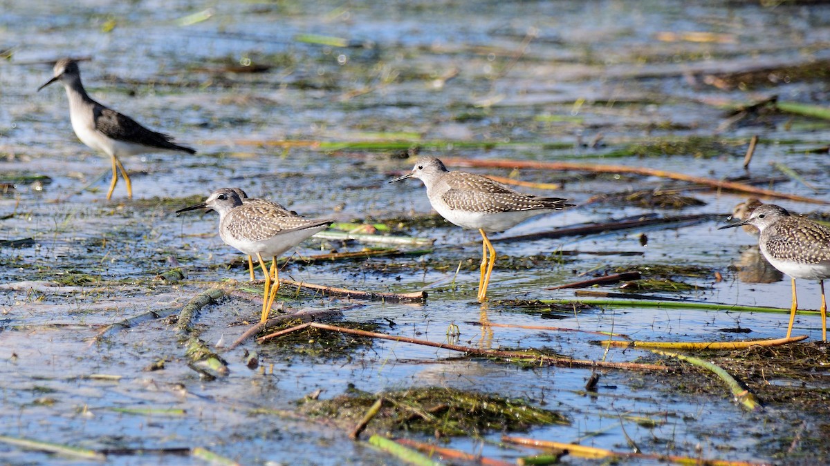 Lesser Yellowlegs - ML613257014