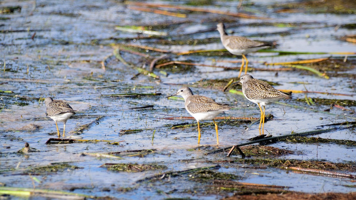 Lesser Yellowlegs - ML613257015