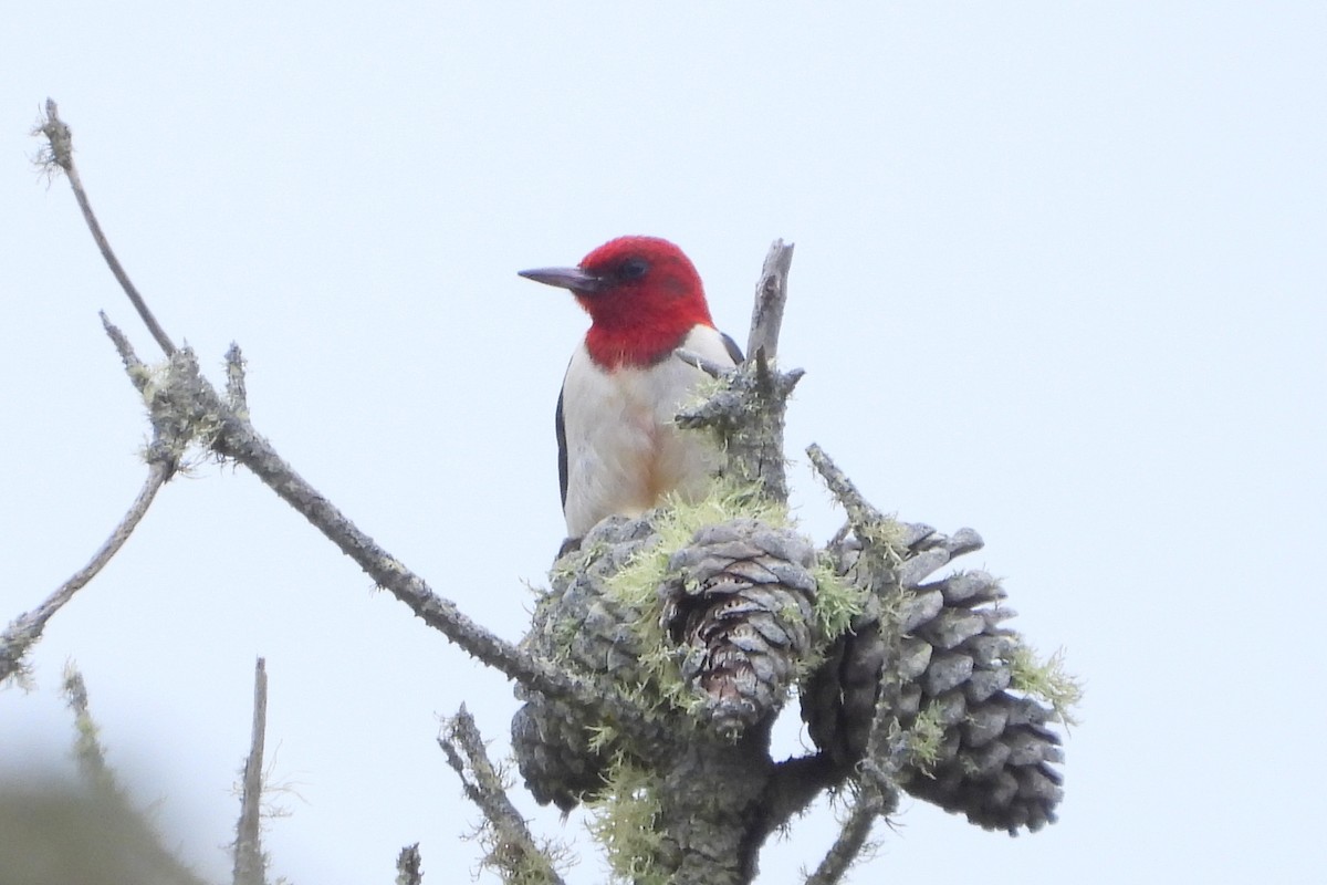 Red-headed Woodpecker - ML613257072