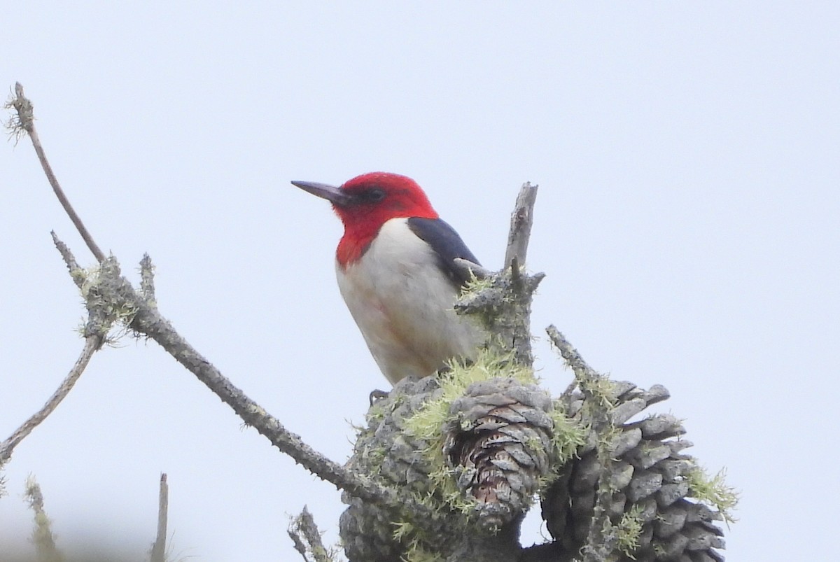Red-headed Woodpecker - ML613257073