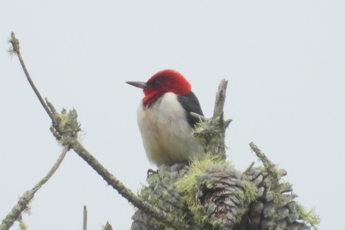 Red-headed Woodpecker - ML613257074