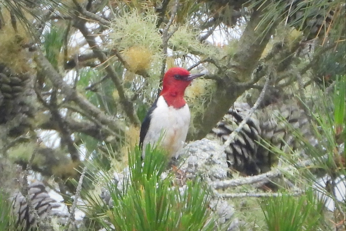 Red-headed Woodpecker - ML613257075