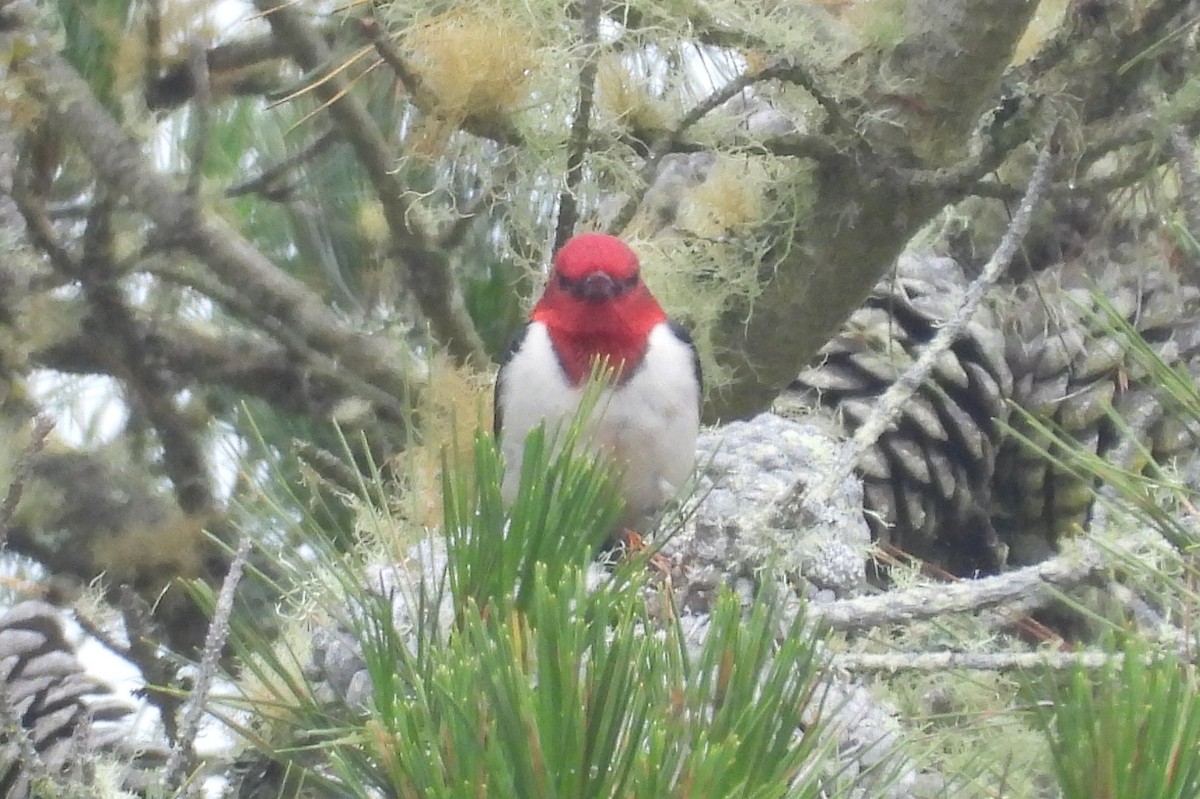Red-headed Woodpecker - ML613257076