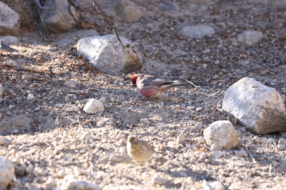 Streaked Rosefinch - Padma Gyalpo