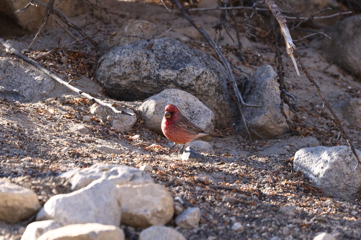 Streaked Rosefinch - Padma Gyalpo