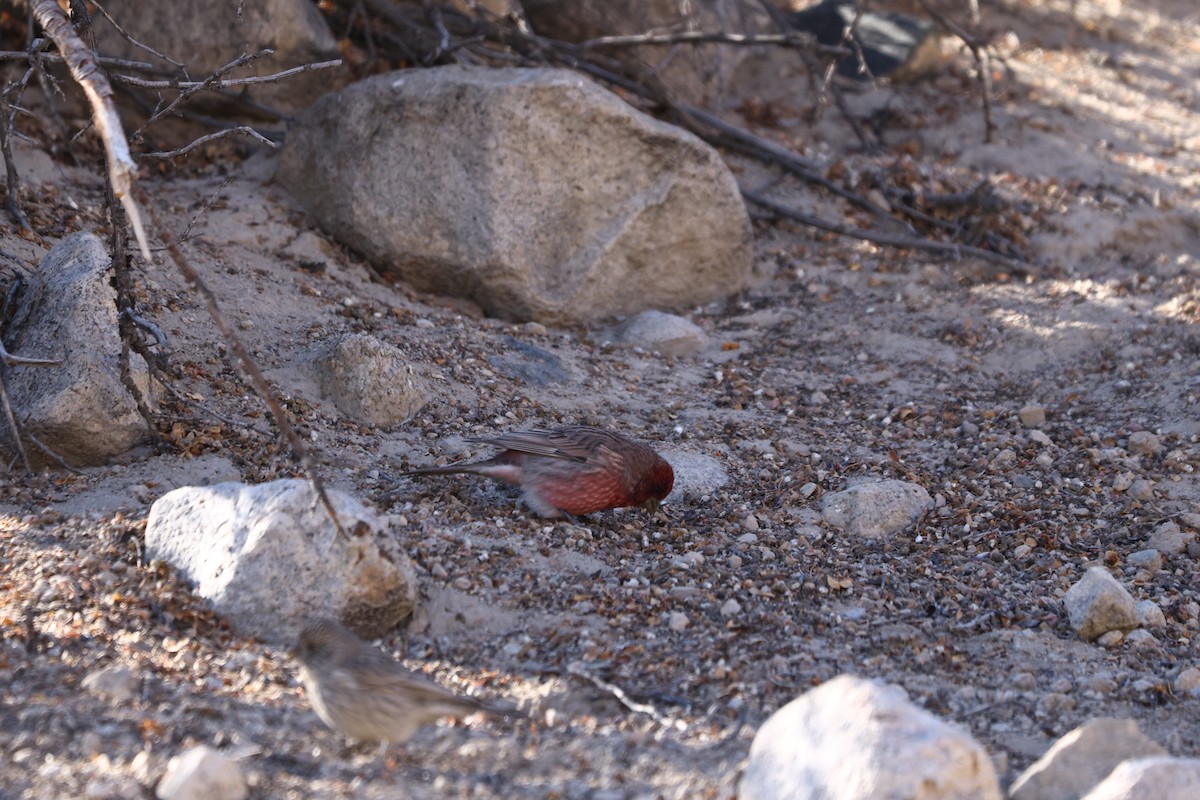 Streaked Rosefinch - Padma Gyalpo