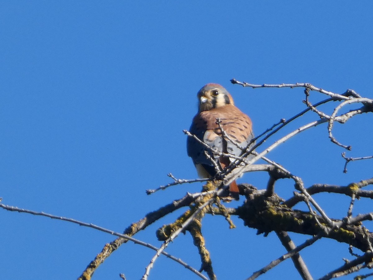 American Kestrel - ML613257197