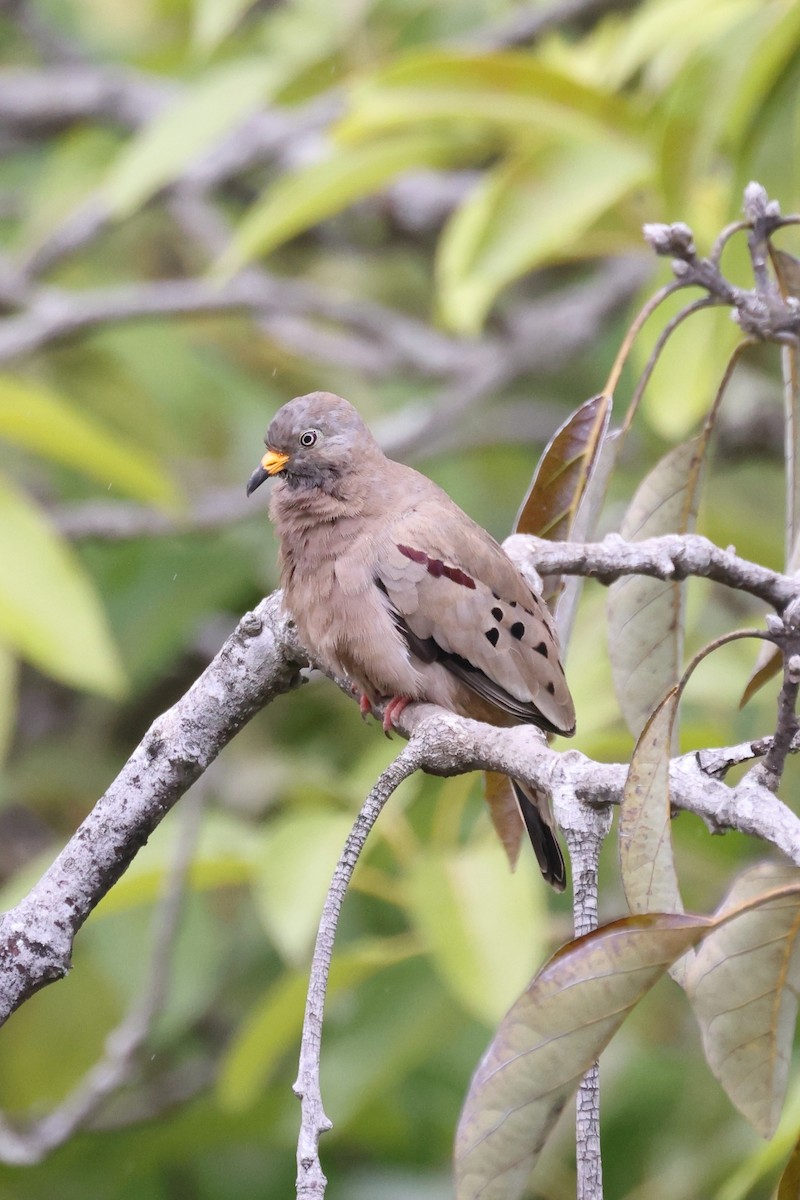 Croaking Ground Dove - ML613257199