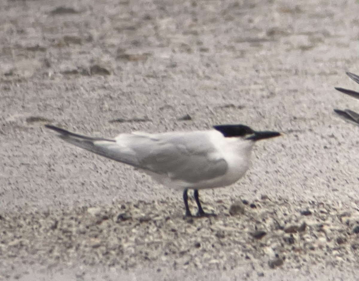 Sandwich Tern - ML613257202