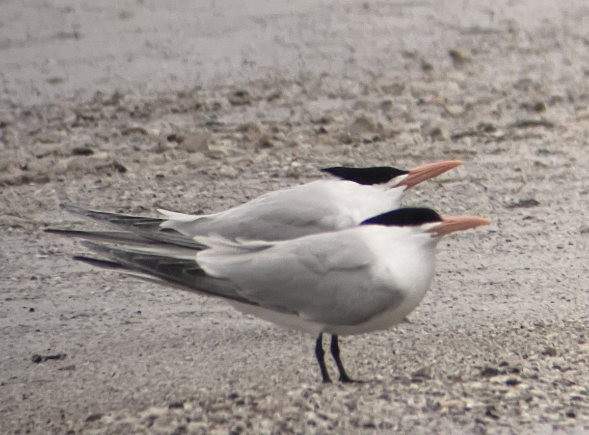 Royal Tern - ML613257209