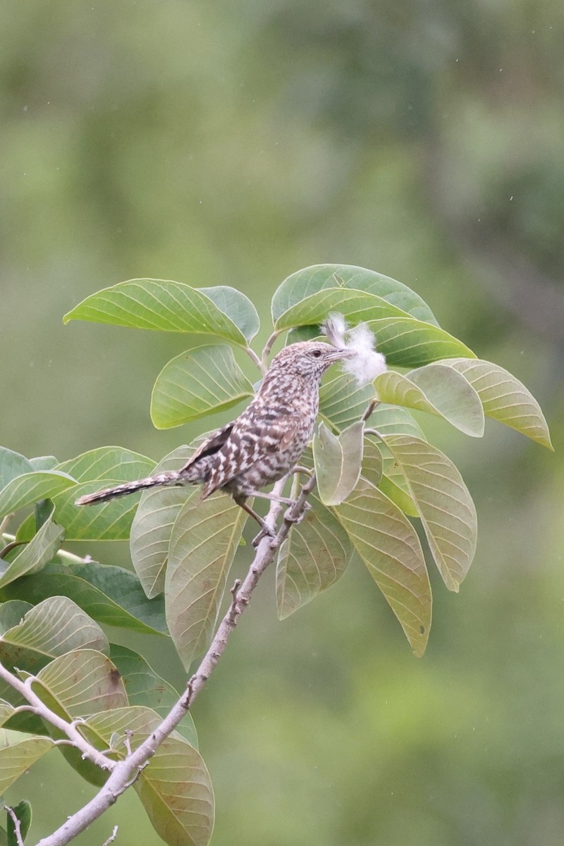 Fasciated Wren - ML613257211