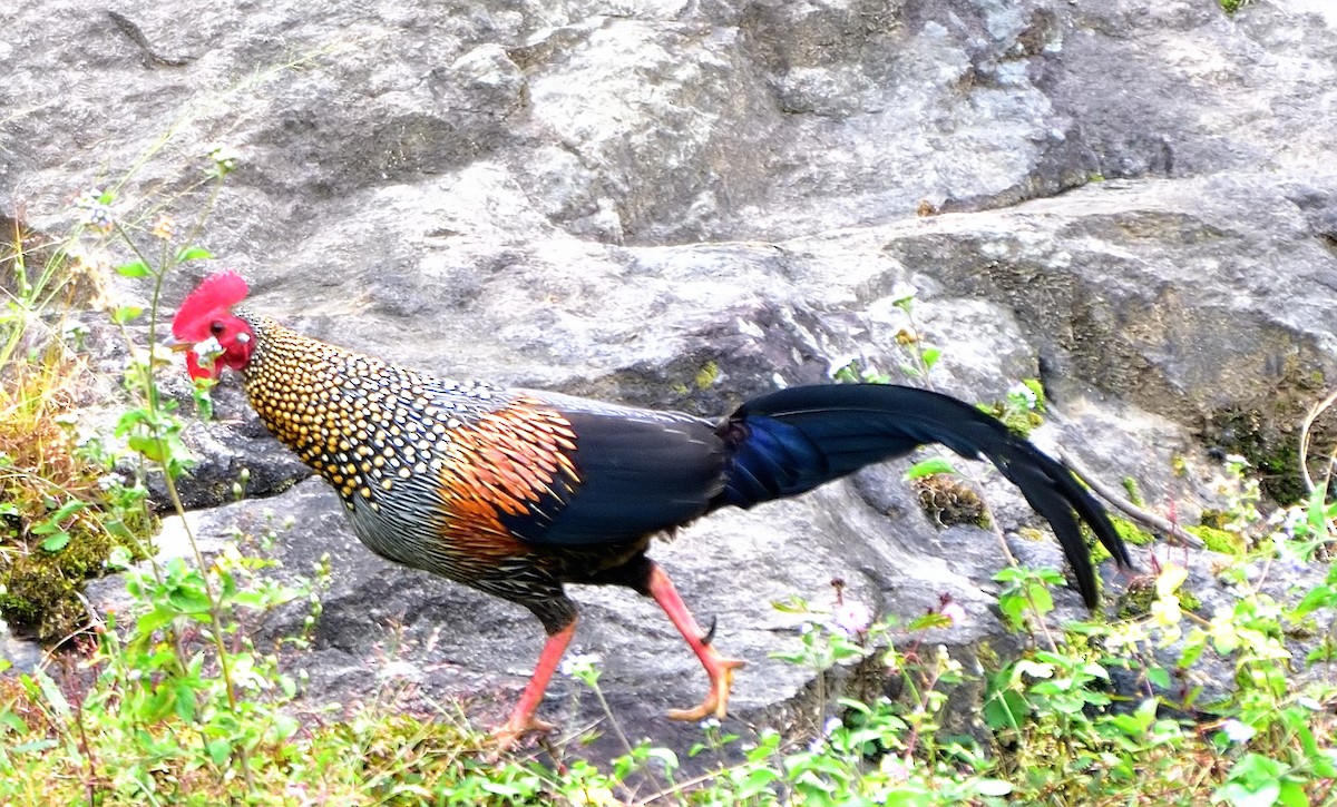 Gray Junglefowl - ML613257266