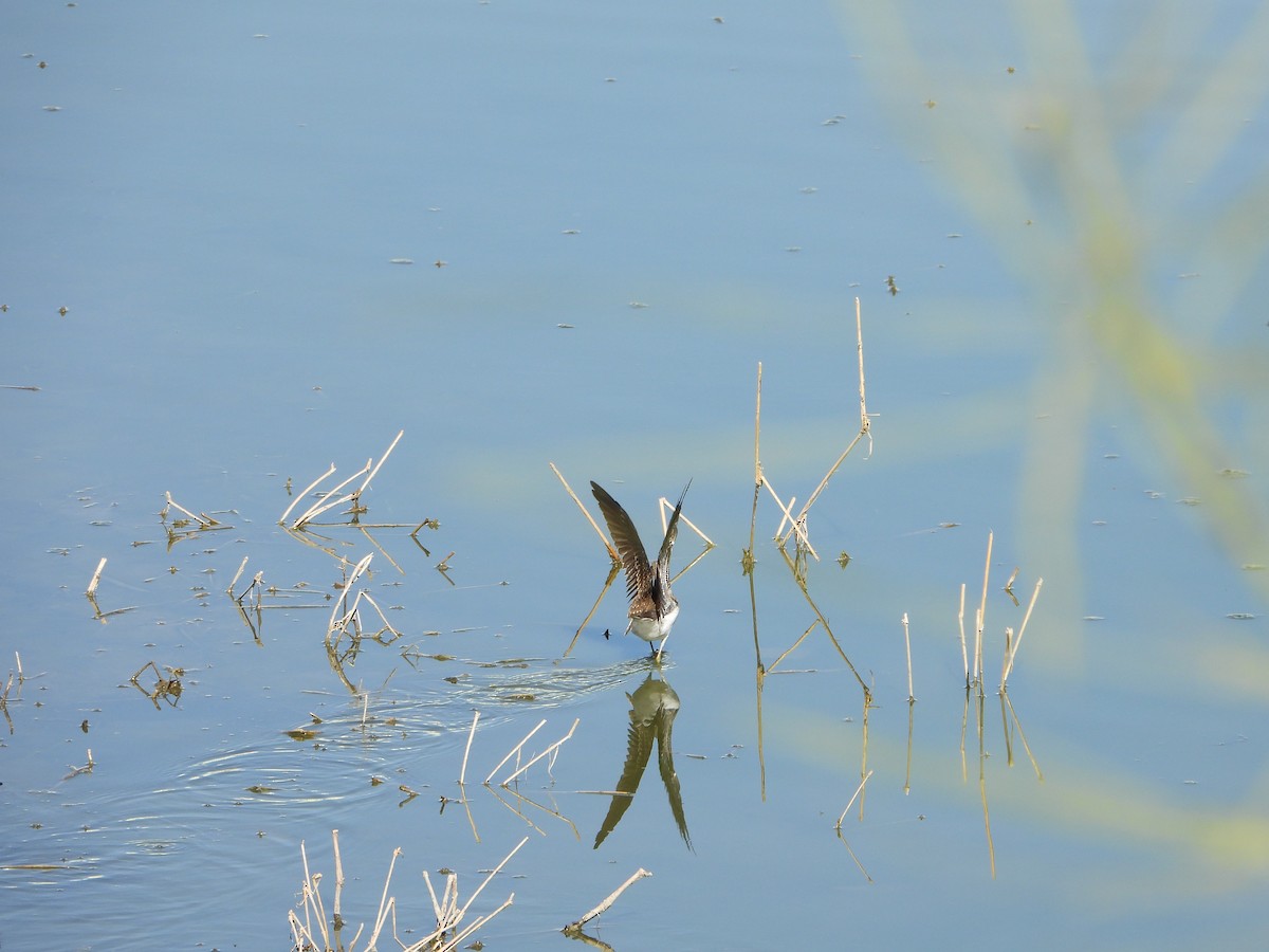 Solitary Sandpiper - ML613257287