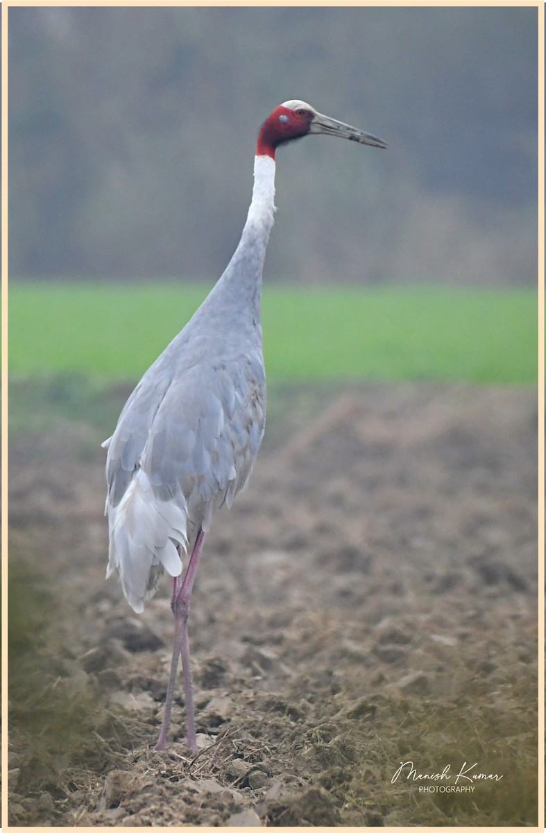 Sarus Crane - ML613257364