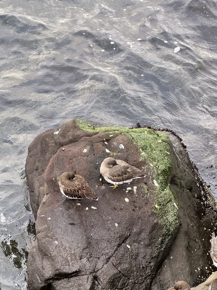 Surfbird - Vasudev Gohil 🦉