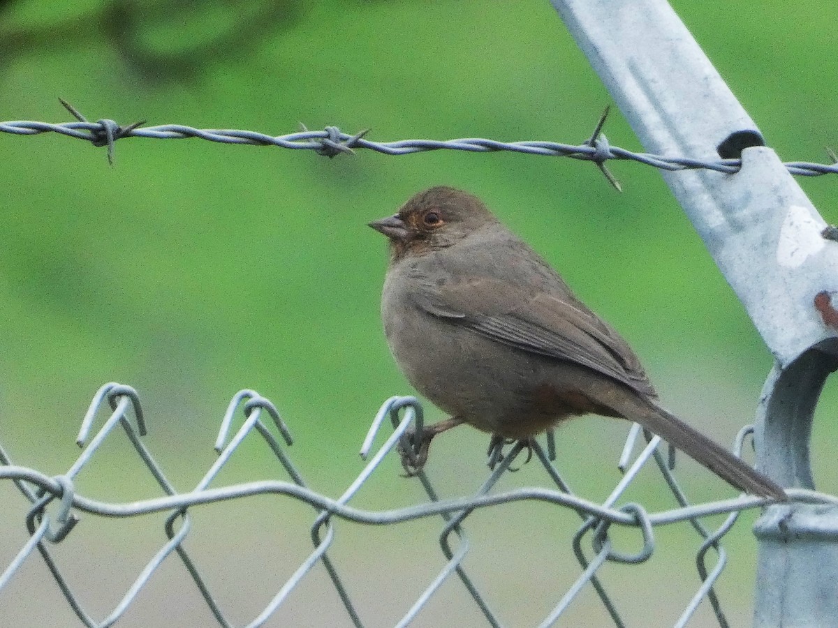 California Towhee - ML613257425