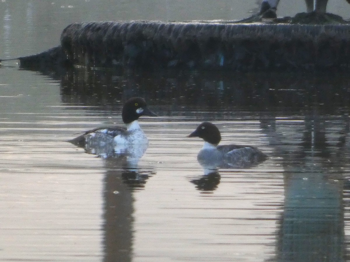 Common Goldeneye - ML613257435