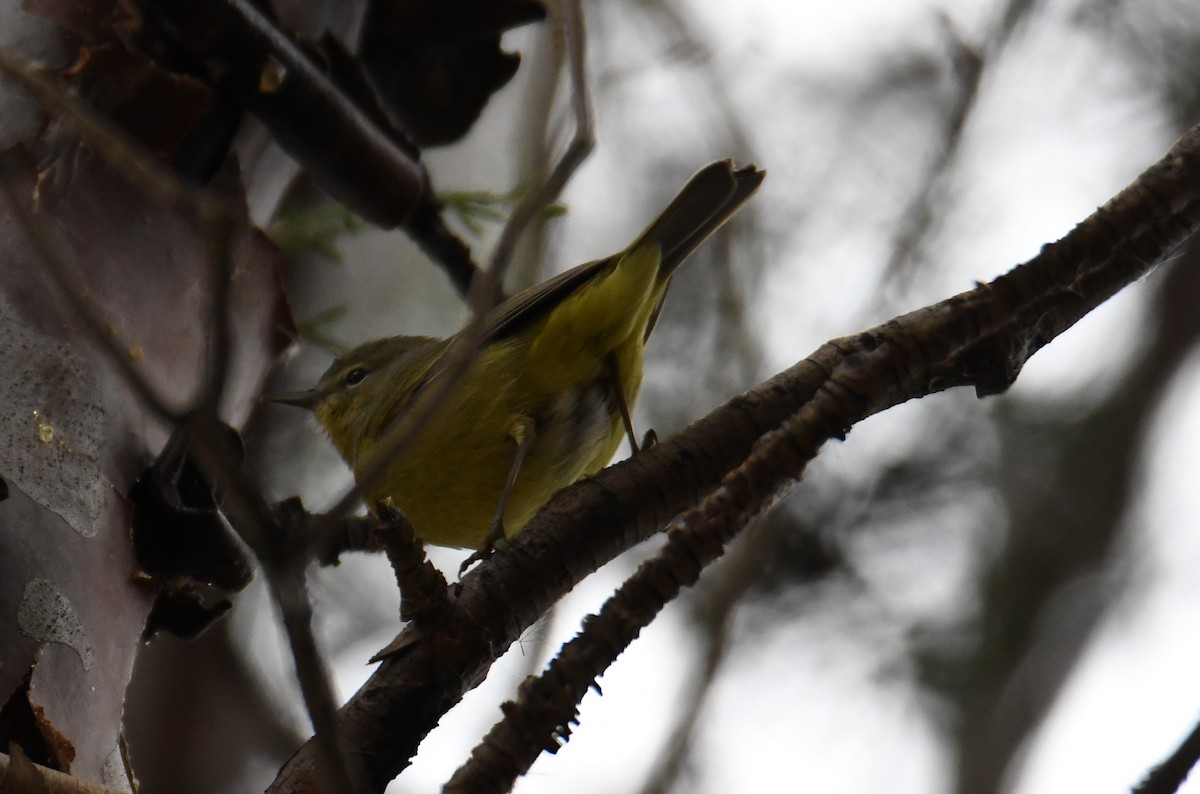 サメズアカアメリカムシクイ（lutescens） - ML613257449