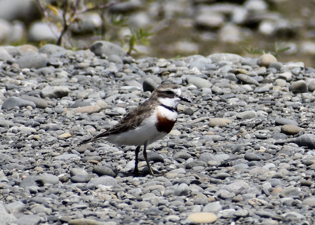 Double-banded Plover - ML613257507