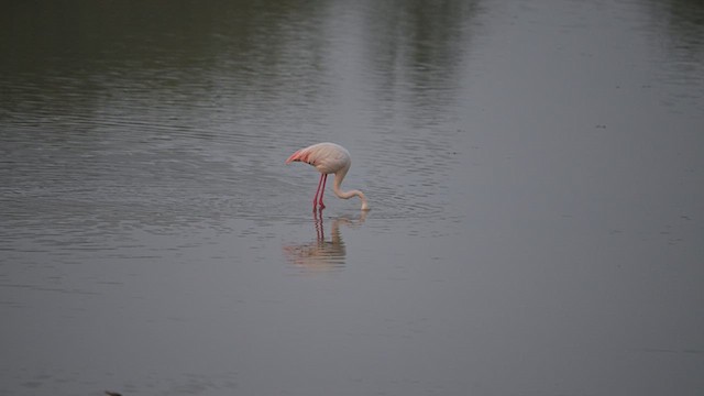 Greater Flamingo - ML613257517