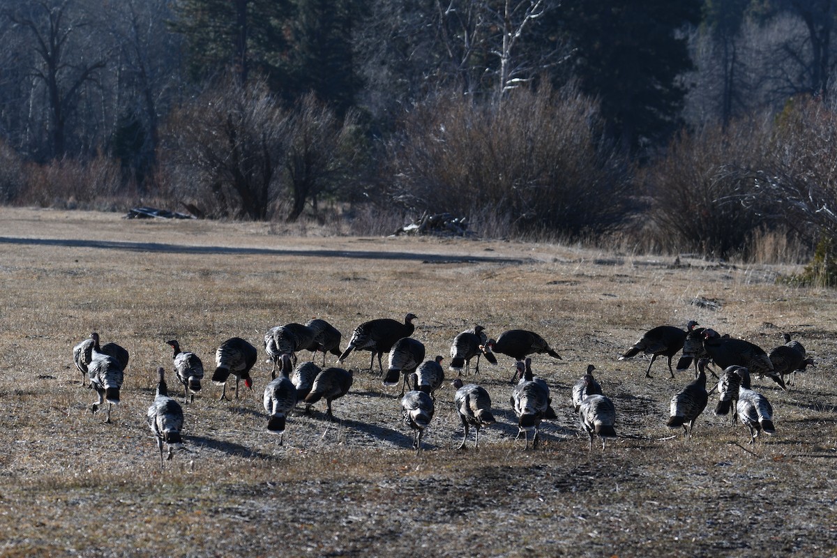 Wild Turkey - ML613257546