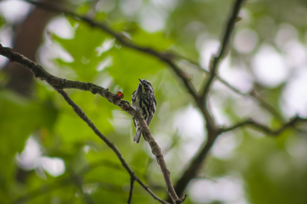 Black-and-white Warbler - ML613257560