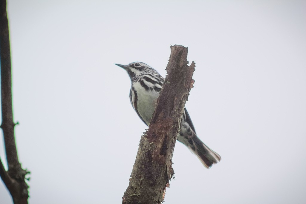 Black-and-white Warbler - Brady Higginbotham