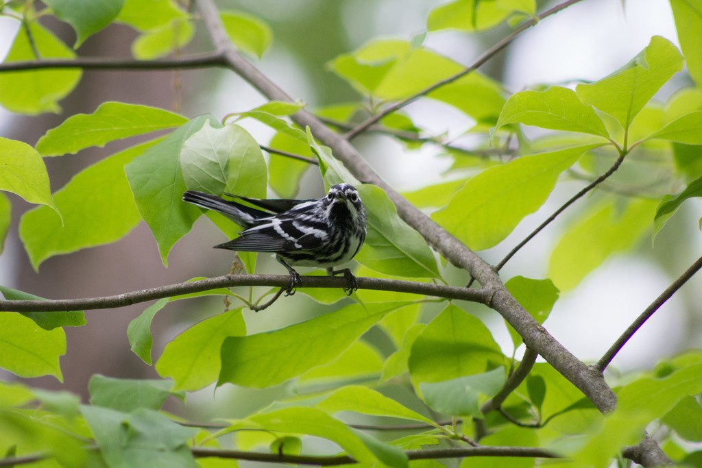 Black-and-white Warbler - ML613257562