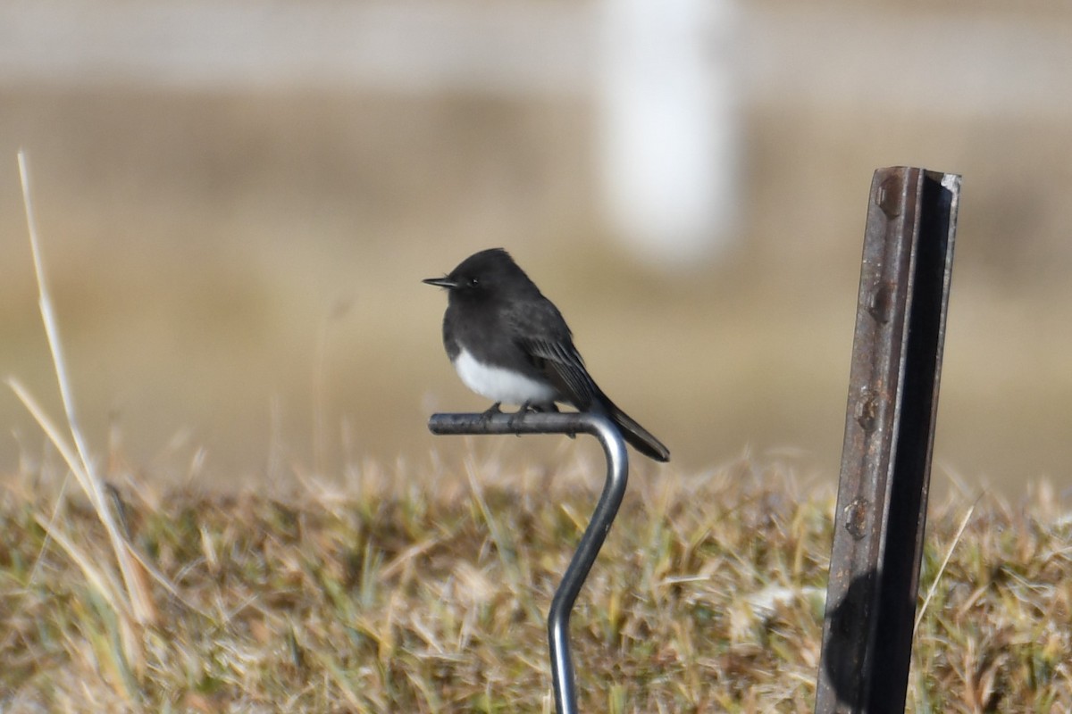 Black Phoebe - ML613257563