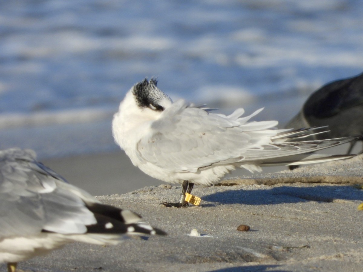 Sandwich Tern - ML613257597