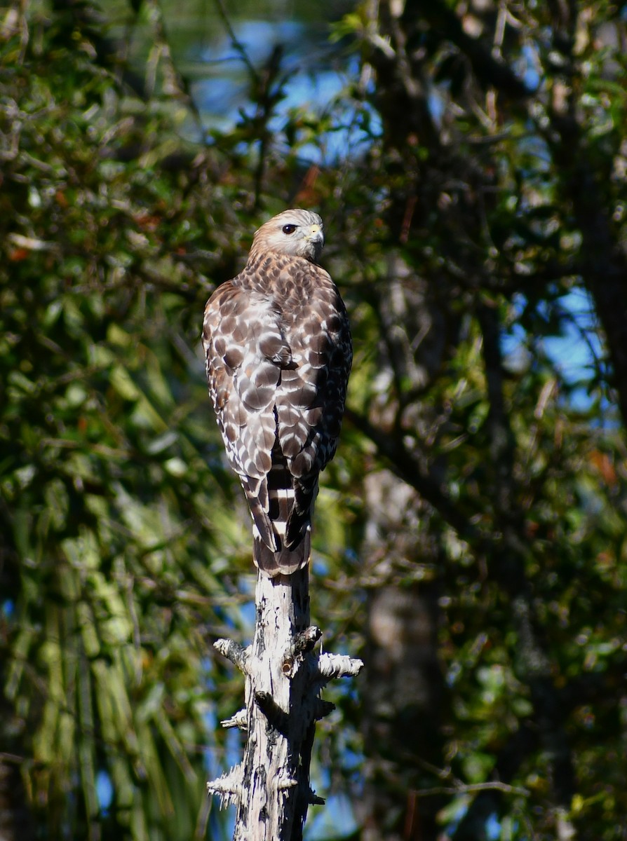 Red-shouldered Hawk - ML613257605