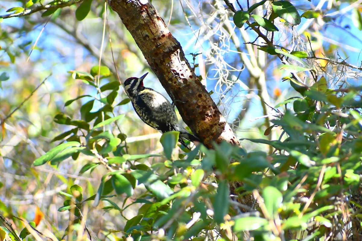 Yellow-bellied Sapsucker - ML613257610