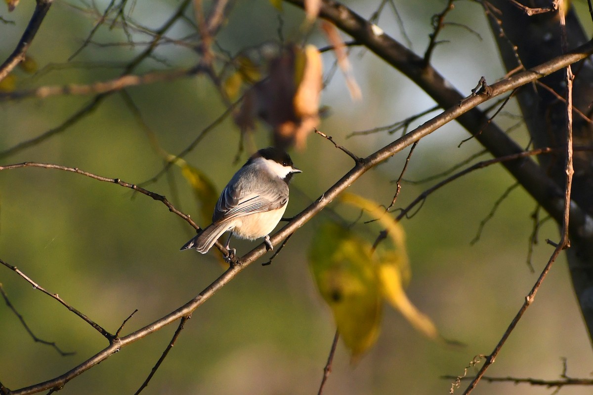 Carolina Chickadee - ML613257630