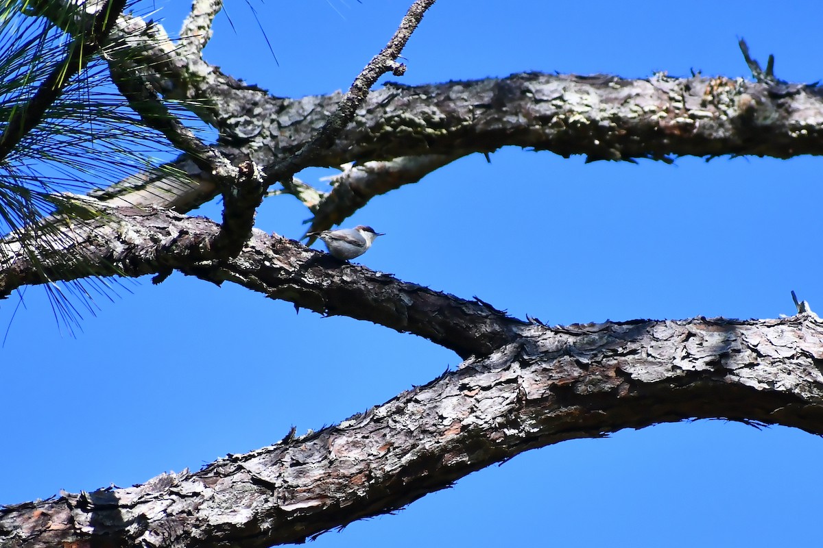 Brown-headed Nuthatch - ML613257643