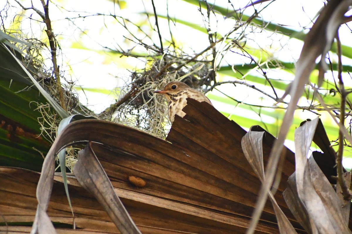 Hermit Thrush - Carol Cassels