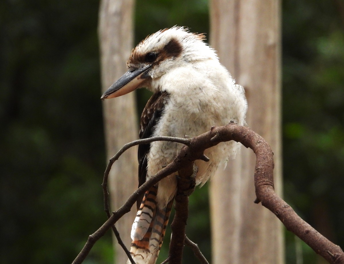 Laughing Kookaburra - ML613257663