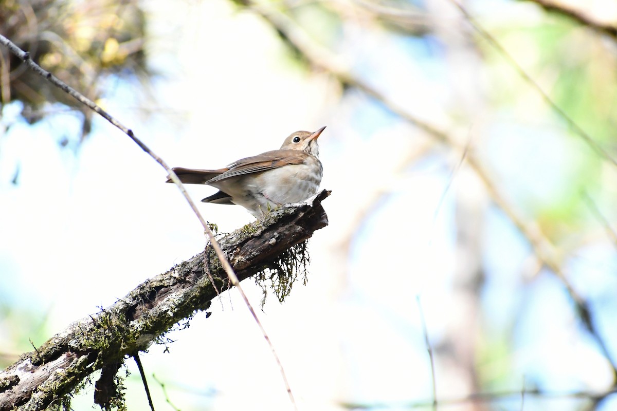 Hermit Thrush - Carol Cassels