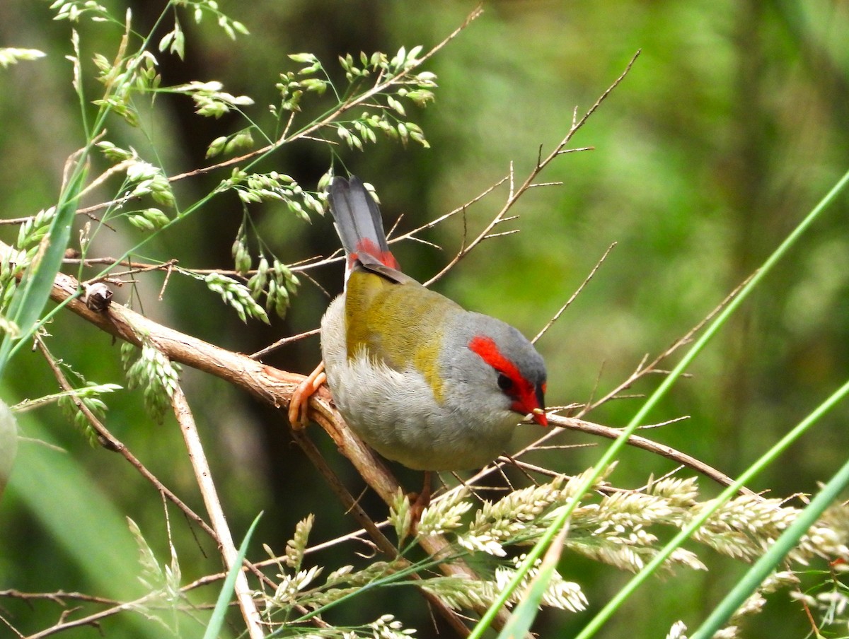 Red-browed Firetail - ML613257686