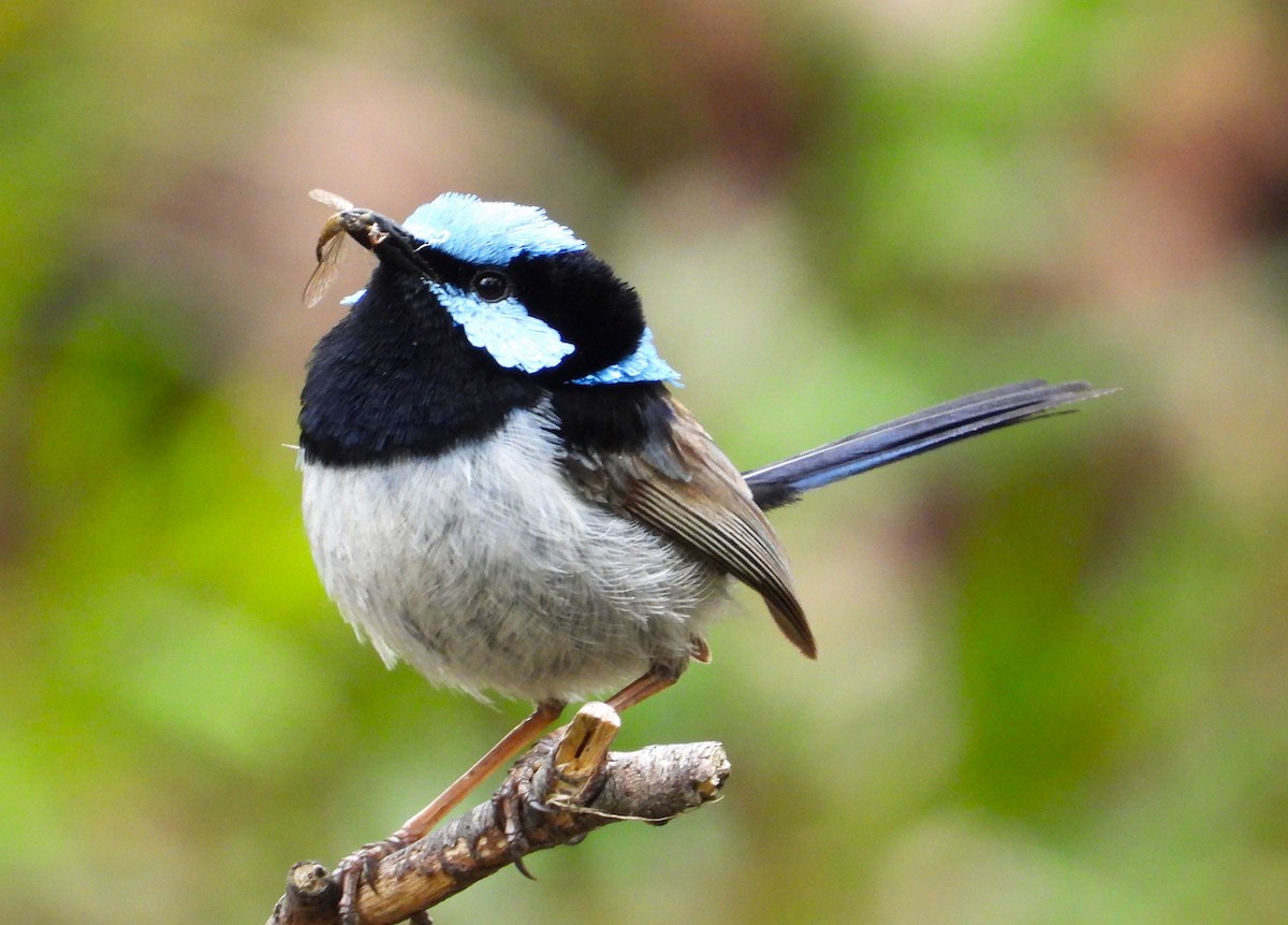 Superb Fairywren - ML613257721