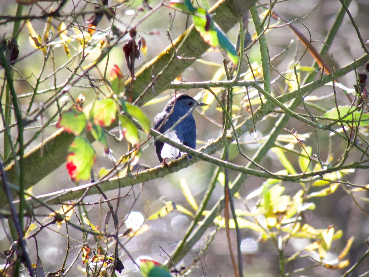 Gray Catbird - ML613257797