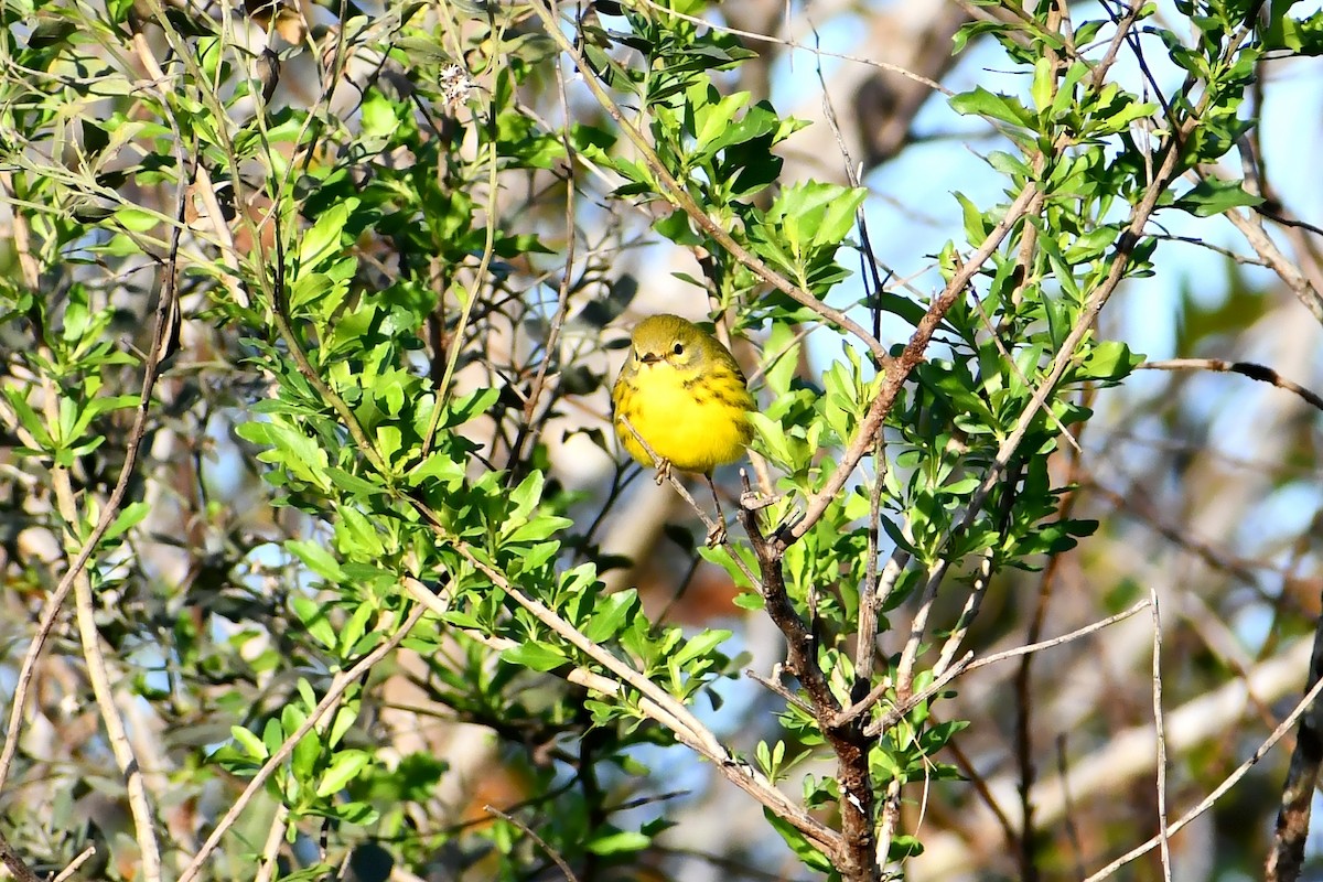 Prairie Warbler - ML613257798